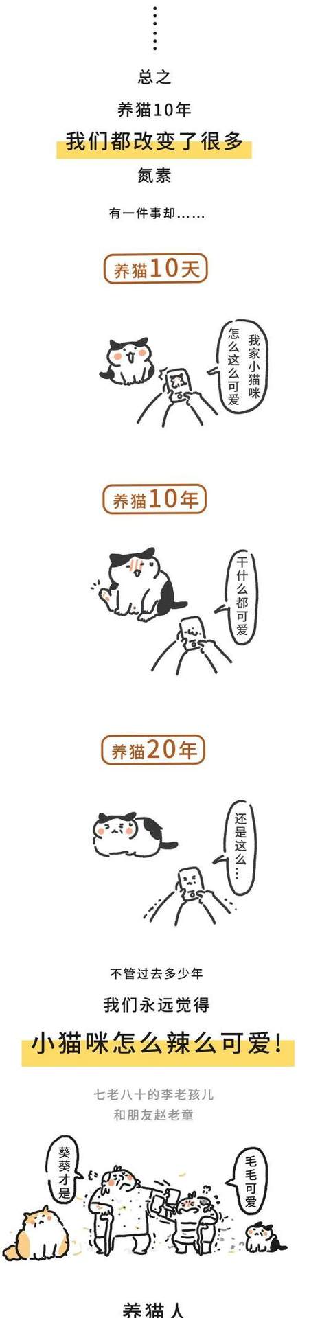 养猫10年值得吗|长期养猫的好处与责任全攻略(图1) 养猫10年值得吗|长期养猫的好处与责任全攻略(图1)