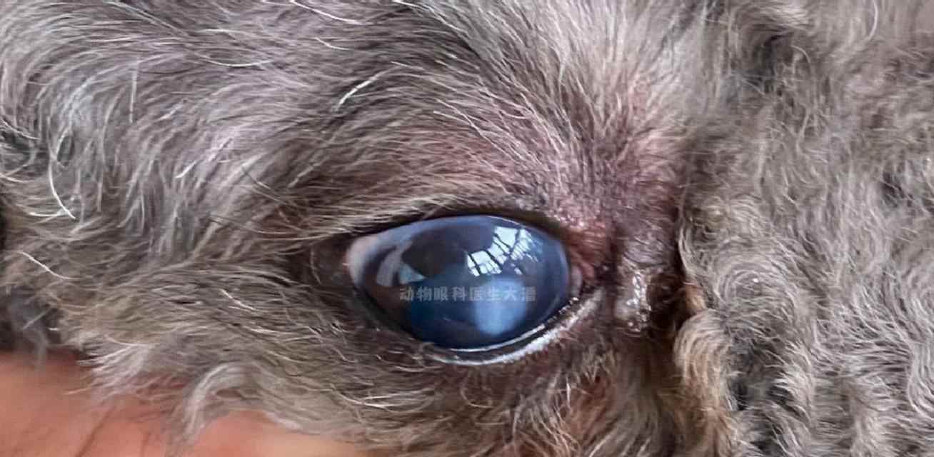 狗狗结膜炎全攻略｜症状、治疗与预防指南(图2)