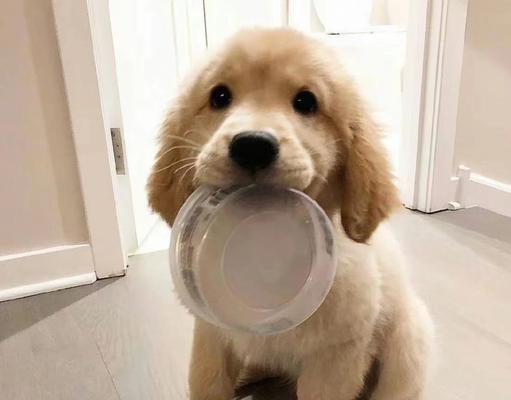 狗狗容易上火的食物有哪些｜预防狗狗上火的饮食指南