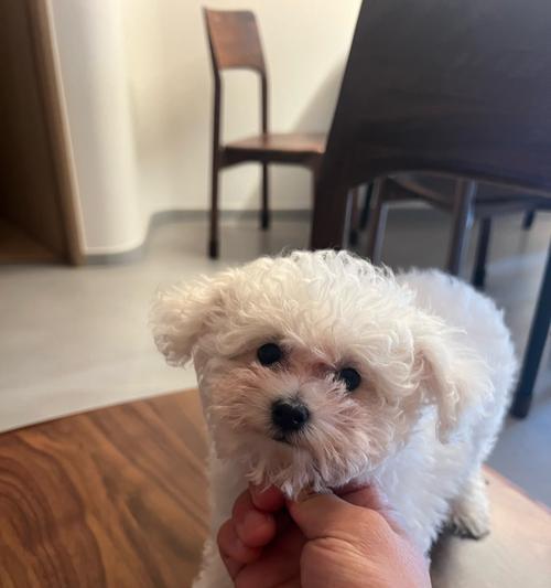 两个月大比熊疫苗接种指南|宠物健康防护全攻略(图2) 两个月大比熊疫苗接种指南|宠物健康防护全攻略(图2)