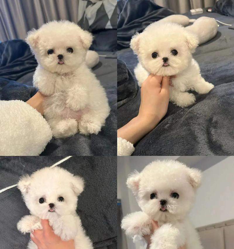 两个月大比熊疫苗接种指南|宠物健康防护全攻略(图1) 两个月大比熊疫苗接种指南|宠物健康防护全攻略(图1)