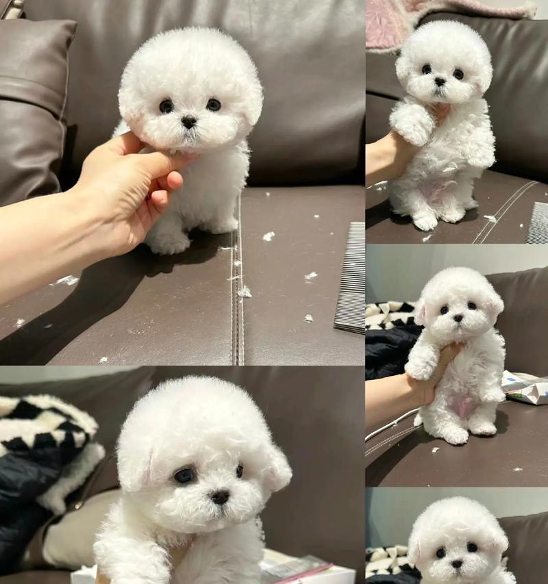 两个月大比熊疫苗接种指南|宠物健康防护全攻略(图3) 两个月大比熊疫苗接种指南|宠物健康防护全攻略(图3)