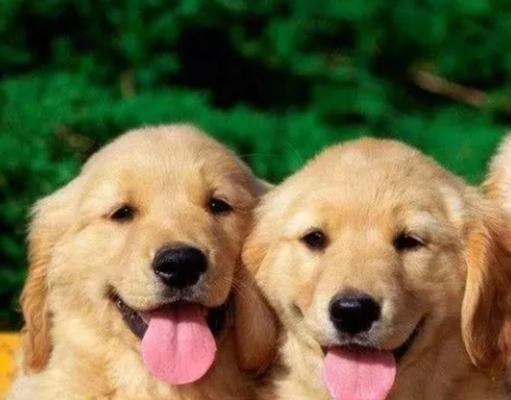 近亲繁殖宠物的利弊全攻略｜遗传健康关键指南(图2)