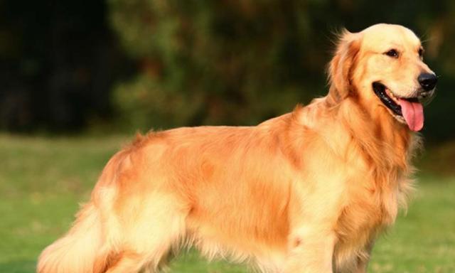 近亲繁殖宠物的利弊全攻略｜遗传健康关键指南(图3)