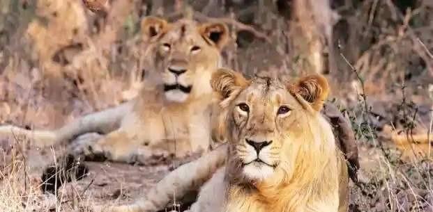 近亲繁殖宠物的利弊全攻略｜遗传健康关键指南(图1)