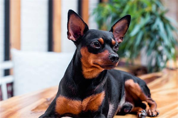 狗狗受伤后怎么处理? 狗狗舔伤口有害吗?护理要点与处理方法全攻略(图2)