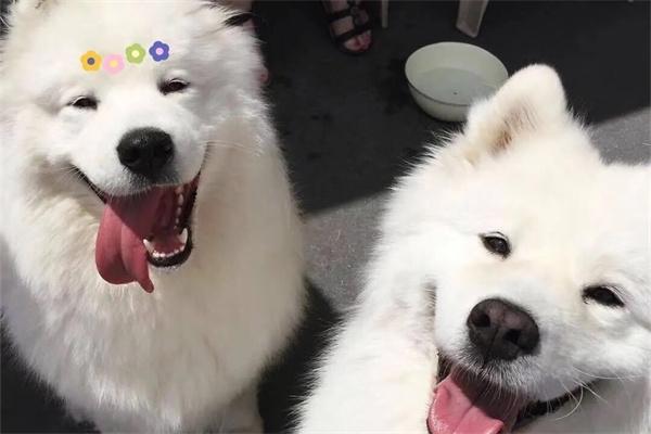 狗狗对主人龇牙该怎么教育? 狗狗对主人龇牙怎么办|纠正攻击性行为全攻略(图2)