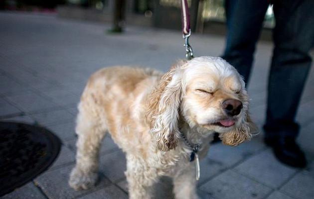 狗狗流鼻涕打喷嚏的原因及处理方法|宠物健康实用指南(图2) 狗狗流鼻涕打喷嚏的原因及处理方法|宠物健康实用指南(图2)