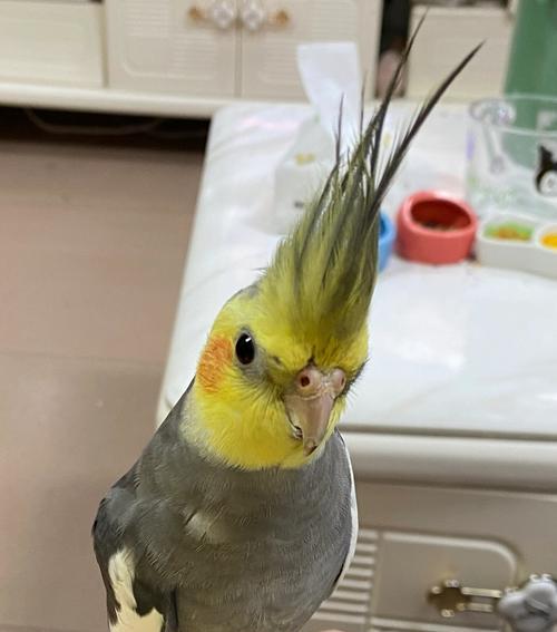 缅甸独特鹦鹉物种与文化全攻略｜探索其生态与传统价值(图2)