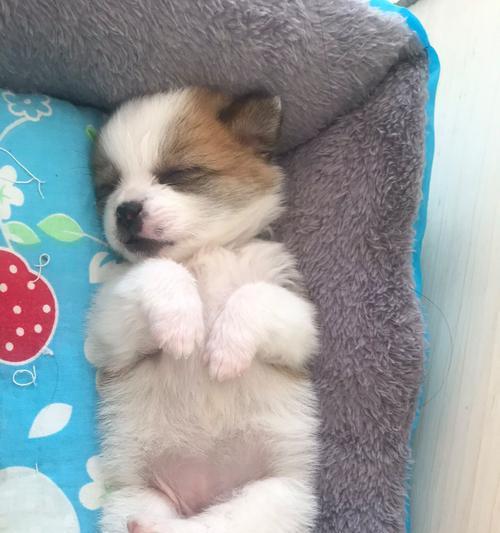 狗狗肚有虫子的症状及应对方法｜宠物驱虫实用指南