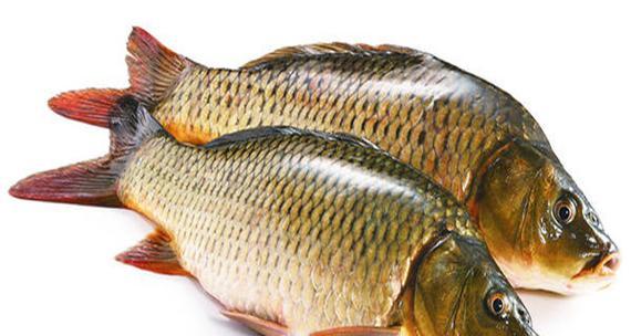 鱼类食物来源与饮食习惯全攻略｜水生动物营养与生态研究(图2)