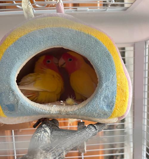 缅甸独特鹦鹉物种与文化全攻略｜探索其生态与传统价值(图1)