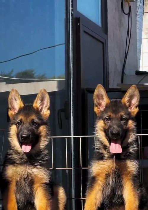 德牧栓链选择全攻略|如何挑选最适合的牵引装备(图3) 德牧栓链选择全攻略|如何挑选最适合的牵引装备(图3)