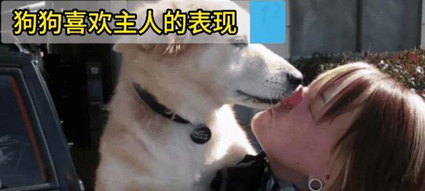 狗狗为何喜欢跟着主人?|行为心理学全攻略(图2) 狗狗为何喜欢跟着主人?|行为心理学全攻略(图2)