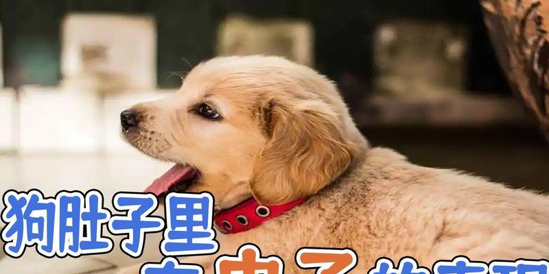 狗狗肚有虫子的症状及应对方法｜宠物驱虫实用指南(图3)