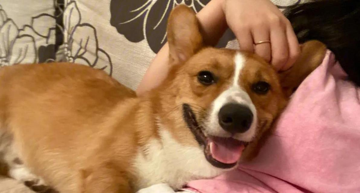 狗狗为何喜欢跟着主人?|行为心理学全攻略(图1) 狗狗为何喜欢跟着主人?|行为心理学全攻略(图1)