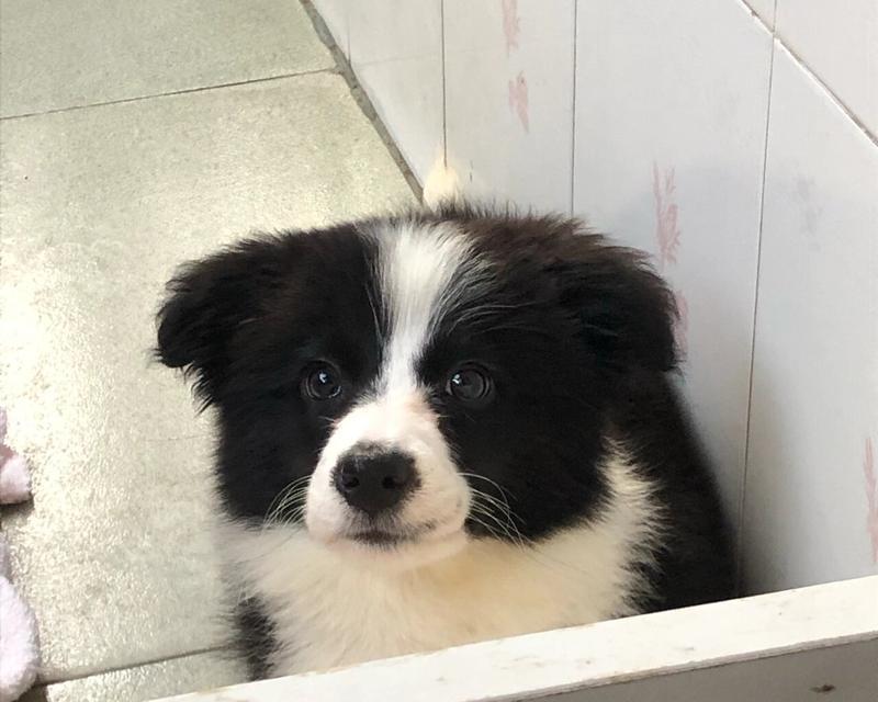 三个月边牧饮食指南|科学搭配助健康成长(图2) 三个月边牧饮食指南|科学搭配助健康成长(图2)