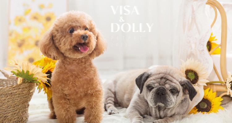 2017年最受欢迎宠物犬品种｜全攻略揭秘