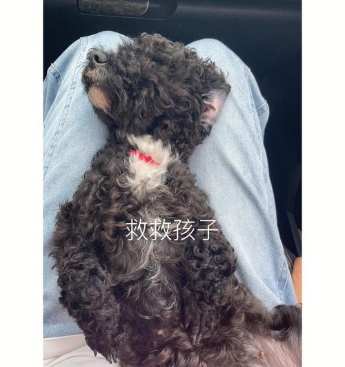 土狗呕吐原因及处理方法｜实用指南(图2)