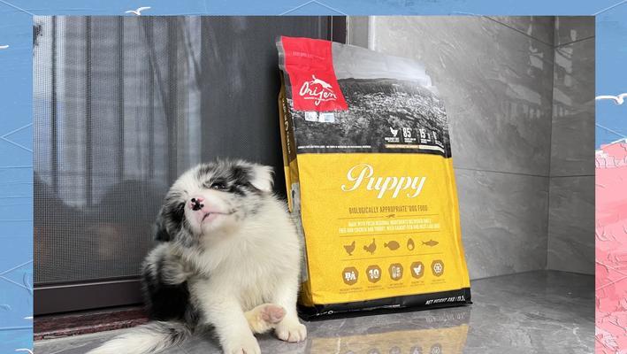 三个月边牧饮食指南|科学搭配助健康成长(图1) 三个月边牧饮食指南|科学搭配助健康成长(图1)