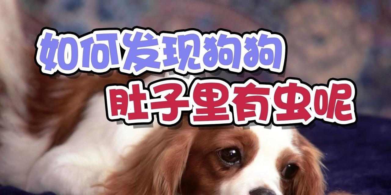 狗狗肚有虫子的症状及应对方法｜宠物驱虫实用指南(图2)