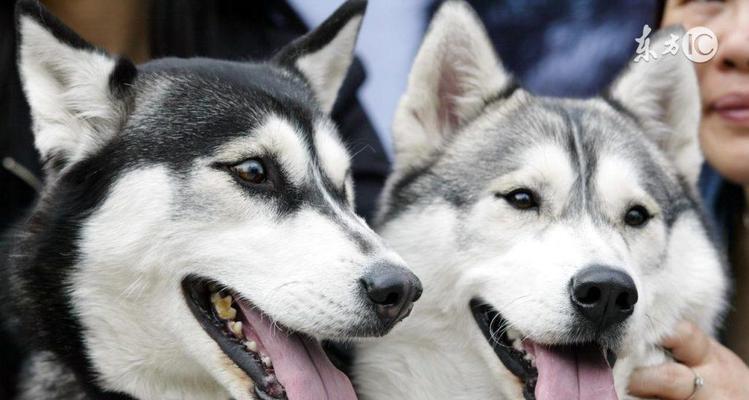 2017年最受欢迎宠物犬品种｜全攻略揭秘(图3)