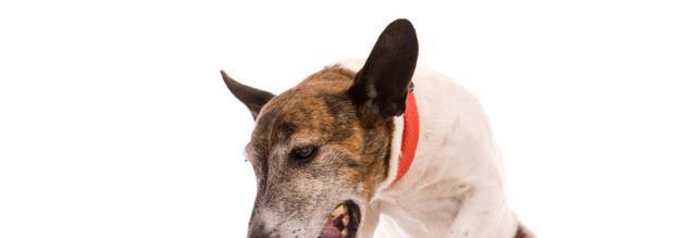 土狗呕吐原因及处理方法｜实用指南(图3)