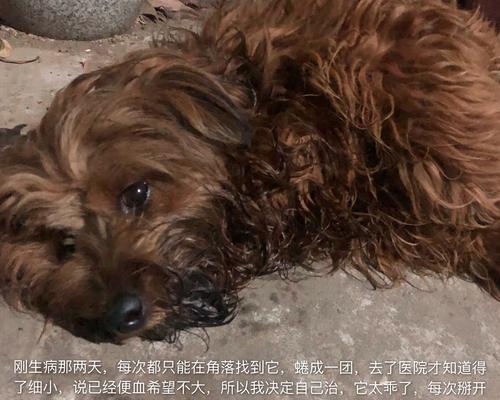 土狗呕吐原因及处理方法｜实用指南