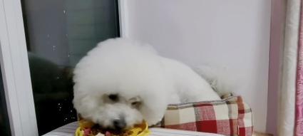 小狗不理主人的原因及解决方法｜实用指南