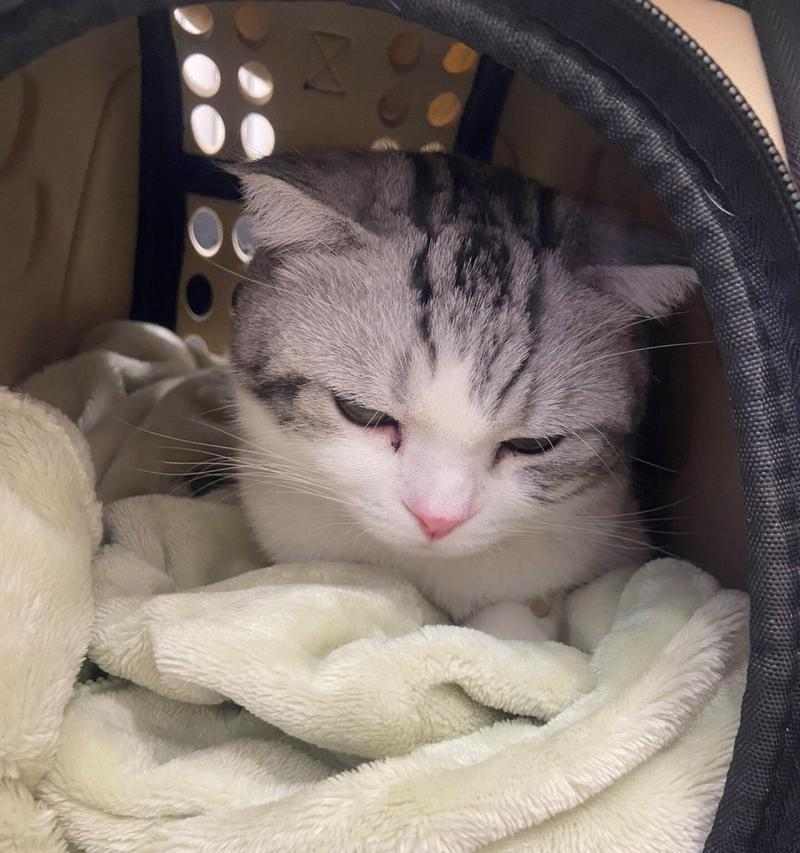 猫一天吐一次吃什么的真相｜饮食健康全攻略(图2)