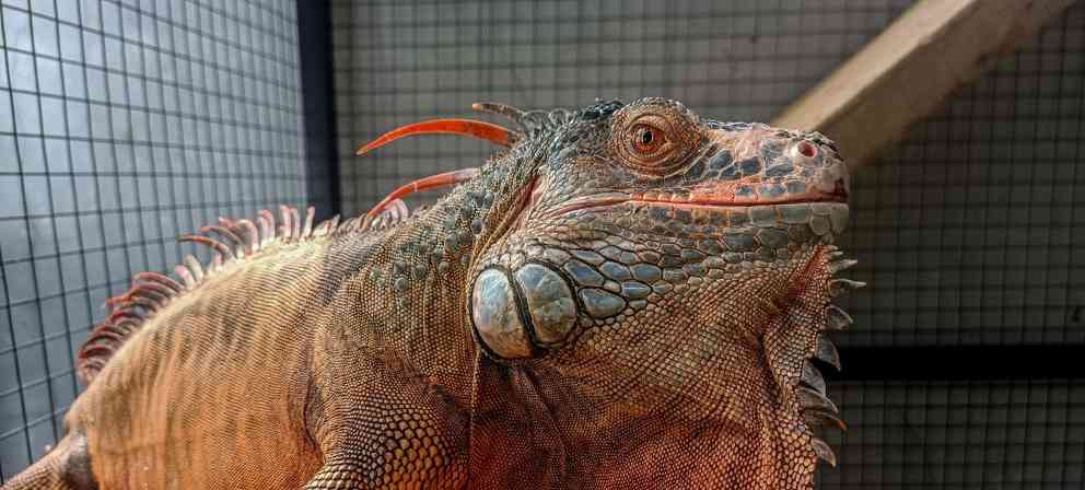 绿鬣蜥蜴主要食物｜饲养必备饮食指南