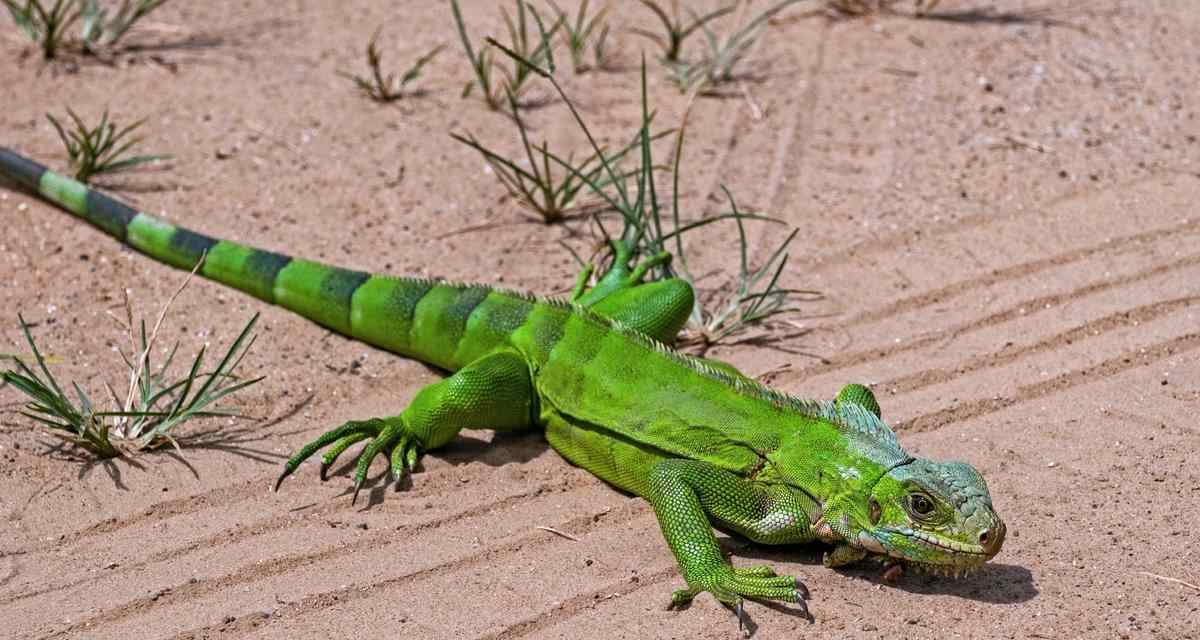 绿鬣蜥蜴主要食物｜饲养必备饮食指南(图3)