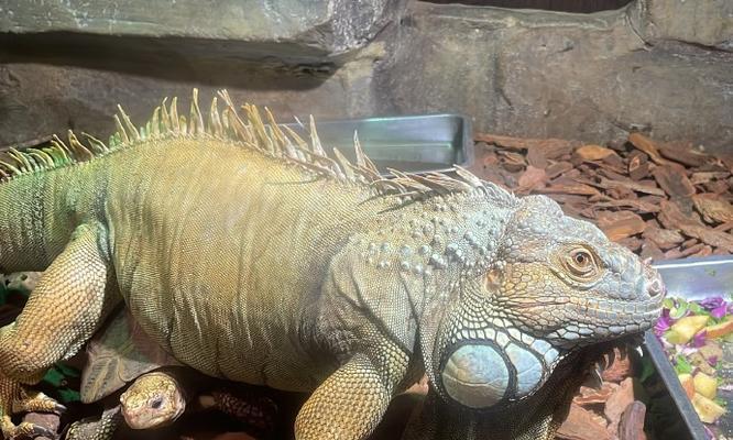 高冠变色的食物喜好与健康益处｜养护实用指南(图2)