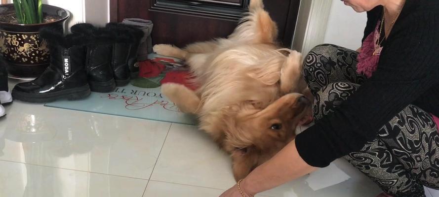 小狗不理主人的原因及解决方法｜实用指南(图3)