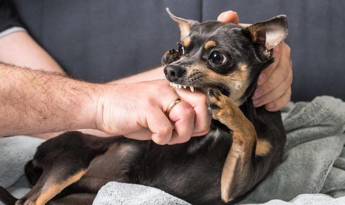 狗狗啃咬自己原因及解决方法|宠物行为实用指南(图2) 狗狗啃咬自己原因及解决方法|宠物行为实用指南(图2)