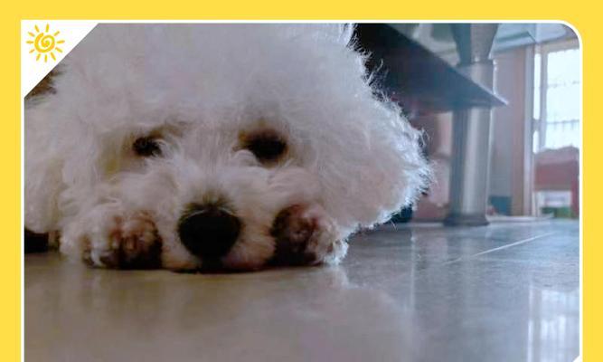 比熊零食选择指南｜健康小吃推荐全攻略(图2)