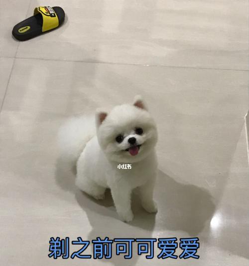 狗狗剪毛注意事项全攻略｜安全舒适剪毛技巧(图2)