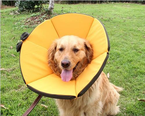 如何为狗狗选择舒适项圈｜实用指南(图2)