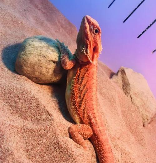 绿鬣蜥蜴主要食物｜饲养必备饮食指南(图2)