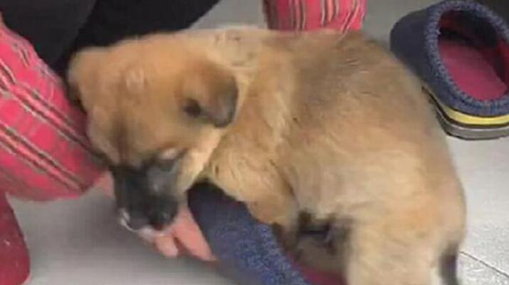 狗狗啃咬自己原因及解决方法|宠物行为实用指南(图1) 狗狗啃咬自己原因及解决方法|宠物行为实用指南(图1)