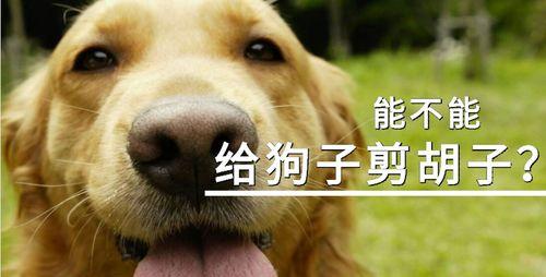 狗狗剪毛注意事项全攻略｜安全舒适剪毛技巧(图1)