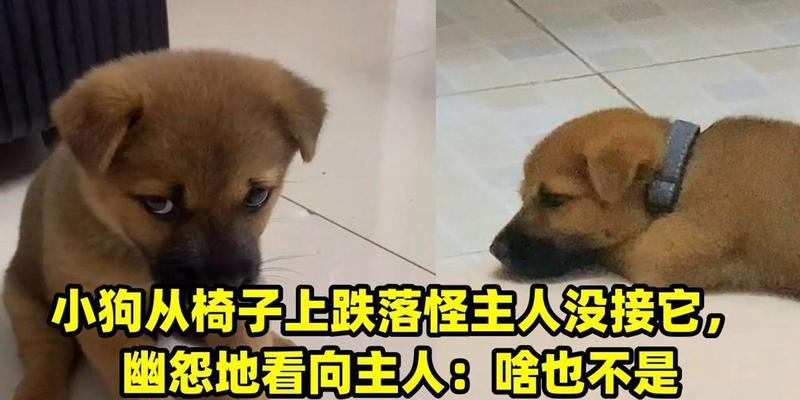 小狗不理主人的原因及解决方法｜实用指南(图2)
