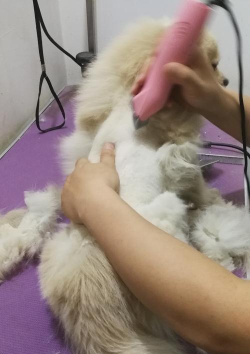 狗狗剪毛注意事项全攻略｜安全舒适剪毛技巧(图3)