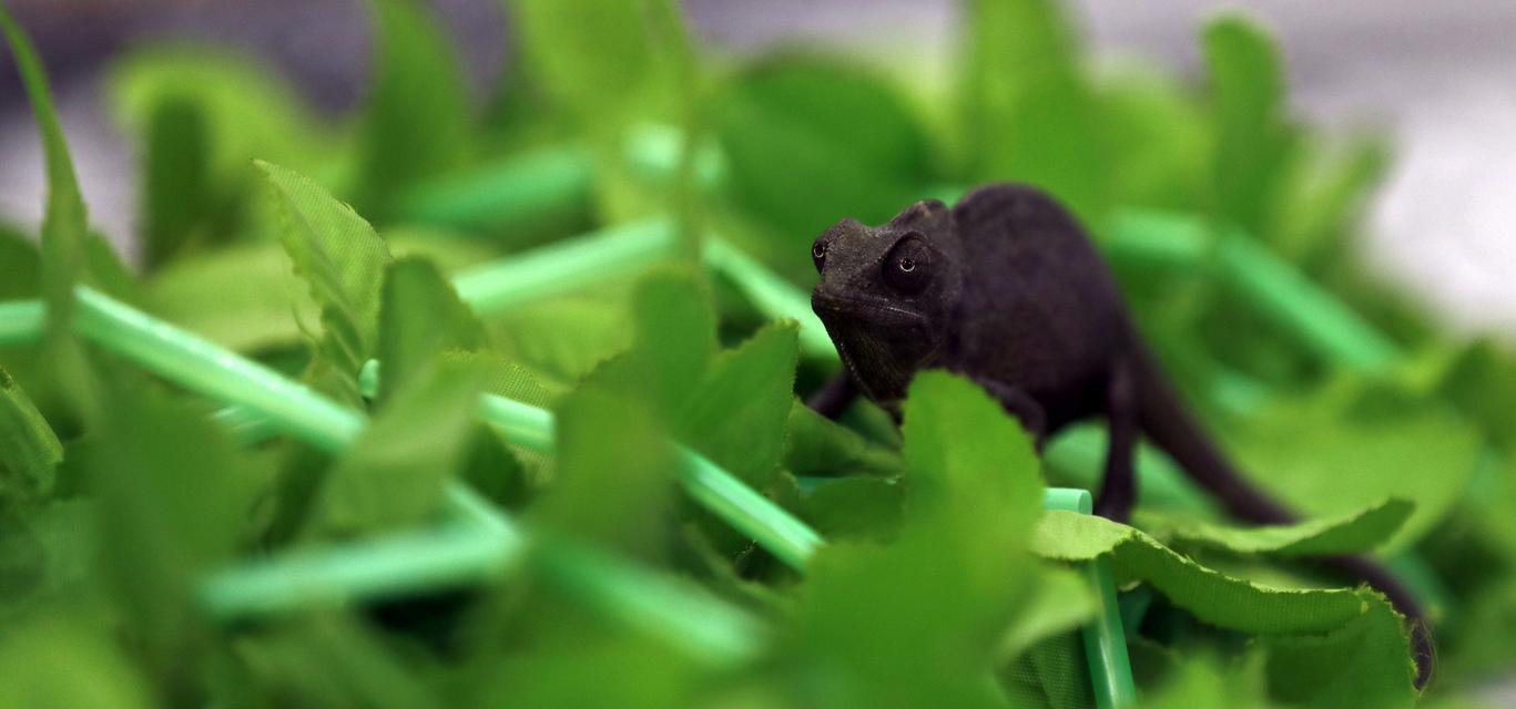 高冠变色的食物喜好与健康益处｜养护实用指南(图3)