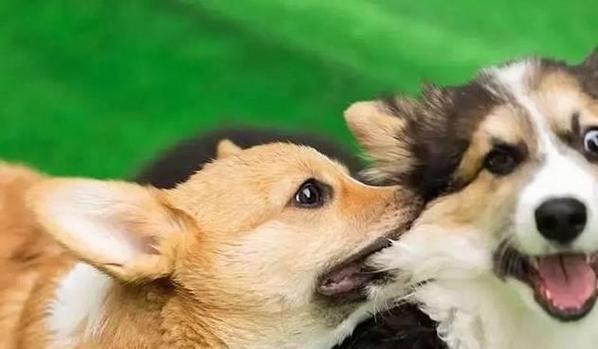 公狗配种的最佳时机及注意事项（了解公狗的配种周期与适宜年龄，