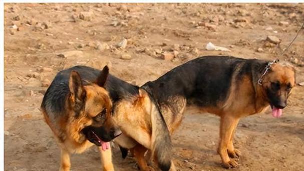 公狗配种的最佳时机及注意事项（了解公狗的配种周期与适宜年龄，提供最佳的繁殖效果）(图3)