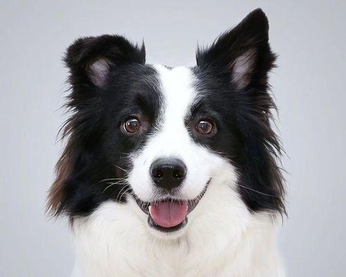 寻找最经济实惠的大型犬（挑选适合预算有限的宠物伙伴）(图2)