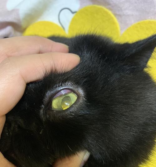 猫眼里的神秘黑黑之谜(解析猫眼中的黑色物质和其意义)(图2) 猫眼里的神秘黑黑之谜(解析猫眼中的黑色物质和其意义)(图2)