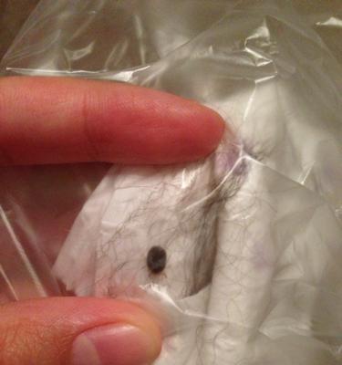 揭秘狗身上的虫——宠物健康必知（了解常见的狗身上寄生虫，保障宠物健康）(图1)