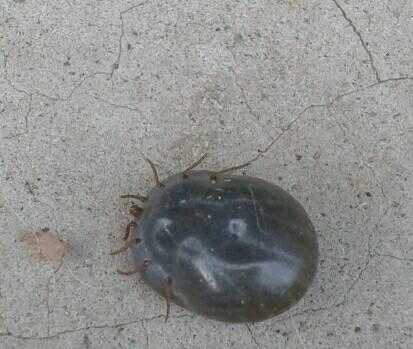 揭秘狗身上的虫——宠物健康必知（了解常见的狗身上寄生虫，保障宠物健康）(图2)